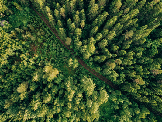 Woodsy & Earthy Scents - Wax Melt Snap Bars, 2oz